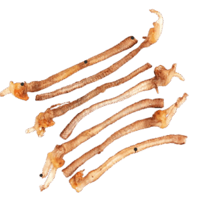 Duck Trachea